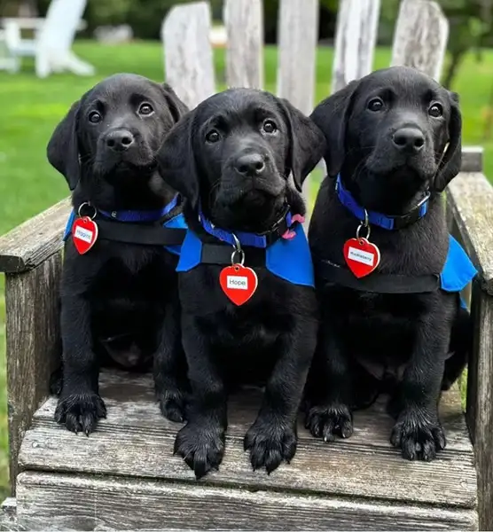 lab puppies sitting on an adirondack chair